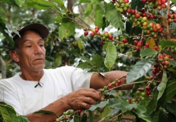 Per impulsa las exportaciones de caf orgnico